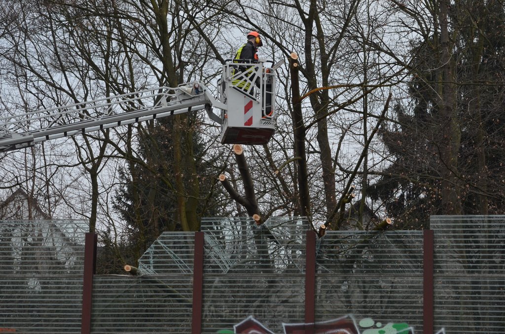 Einsatz BF Baum Koeln Vingst Vingster Ring P45.JPG - Miklos Laubert